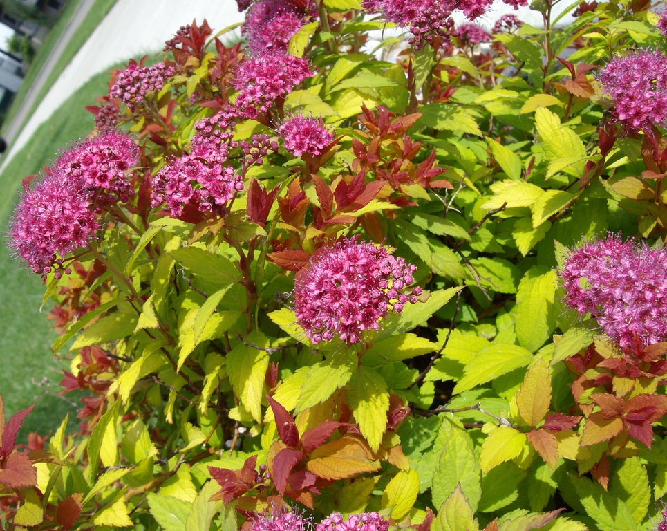 японская Crispa image японская Crispa Спирея: японская "Crispa"